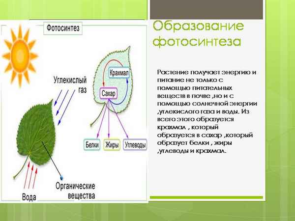
    Урок по биологии в 6-м классе по теме "Фотосинтез"

      
