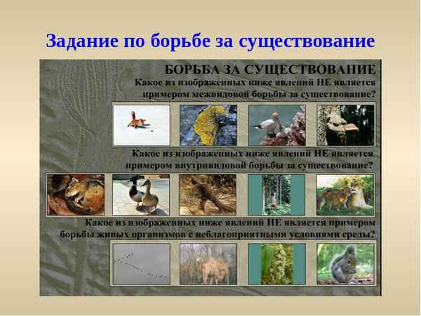 
    Урок биологии в 11-м классе по теме "Борьба за существование и ее формы"

      