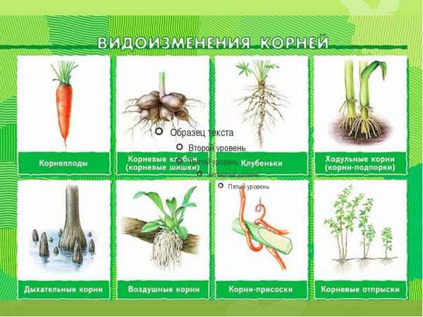 
    Тема урока: "Видоизменения листьев и корней растений", 6-й класс

      