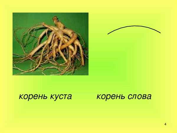 
    Урок-повторение по теме "Корень"

      