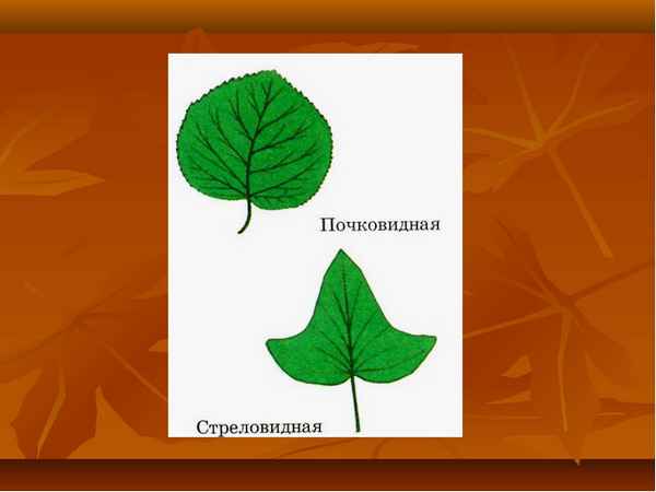 
    Видоизмененные листья. Листопад.

      