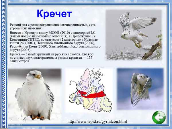 
    Исчезающие птицы ЯНАО

      