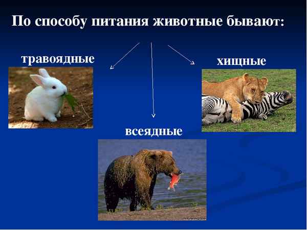
    Урок природоведения в 5-м классе по теме "Как питаются разные животные"

      