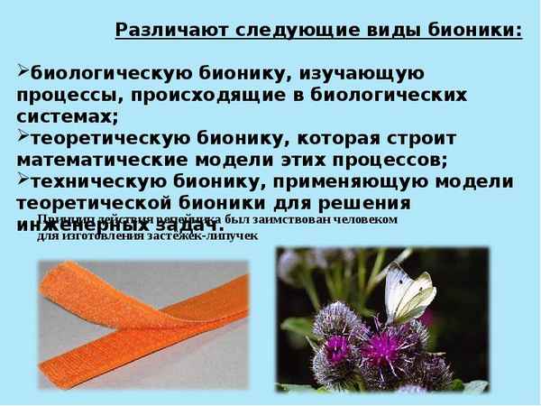 
    Элективный урок по биологии (бионика) для 9-го класса "Открывая занавес"

      