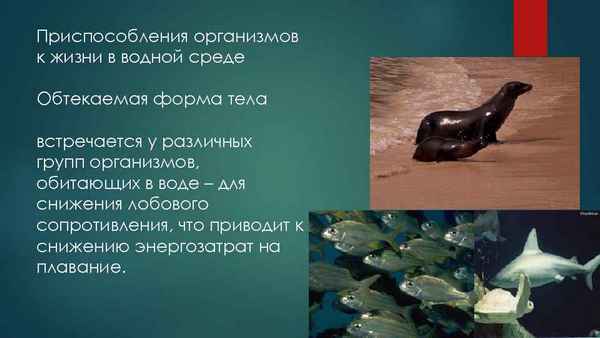 
    Урок по теме "Водная среда, приспособленность организмов к жизни в ней". Природоведение. 5-й класс

      