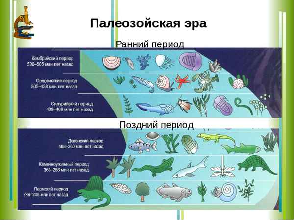 
    Мультимедийная разработка урока в 9-м классе "Жизнь в палеозойскую эру"

      