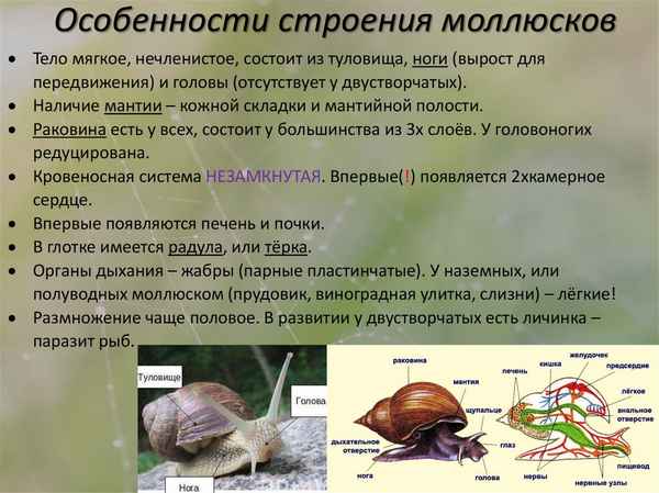 
    Открытый урок по теме "Происхождение, особенности строения и жизнедеятельности моллюсков"

      