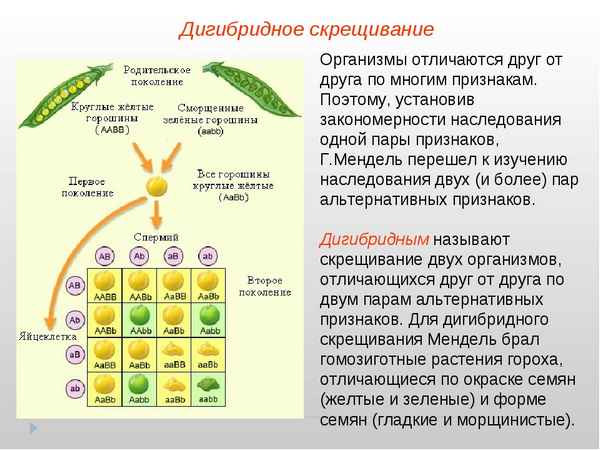 
    Урок биологии по теме "Основные закономерности наследственности. Дигибридное скрещивание"

      