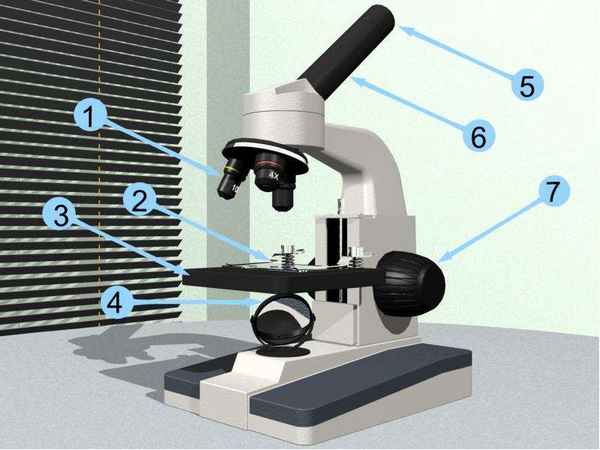
    Урок "Увеличительные приборы и приготовление микропрепарата", 6-й класс

      