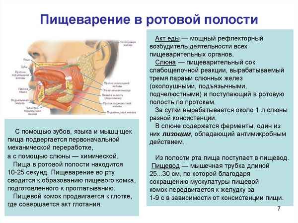 
    Урок-мультимедиа "Пищеварение в ротовой полости"

      