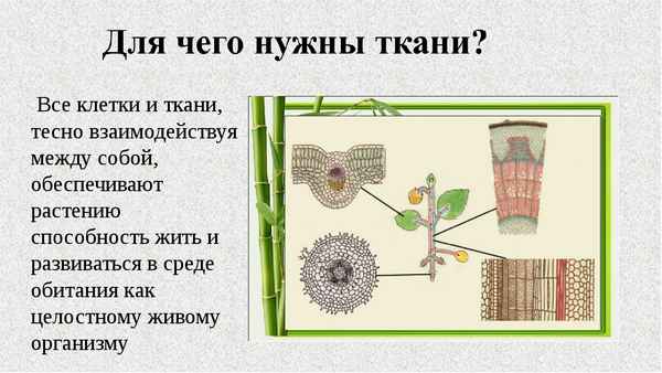 
    Урок по теме "Ткани растений", 6-й класс

      