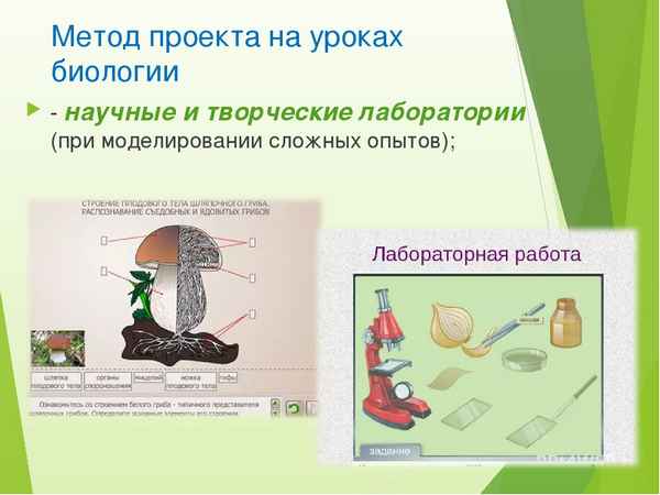 
    Метод проектов на уроках биологии.

      