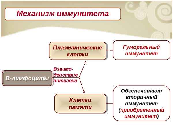
    Урок "Иммунитет"

      