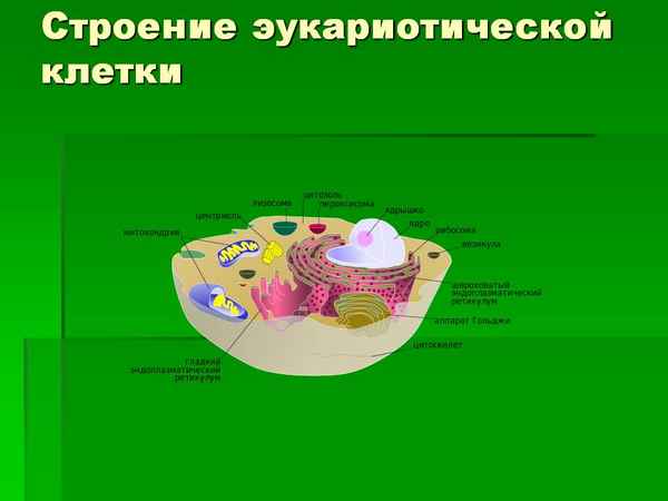 
    Применение компьютерных технологий на уроке биологии, тема "Строение эукариотической клетки"

      
