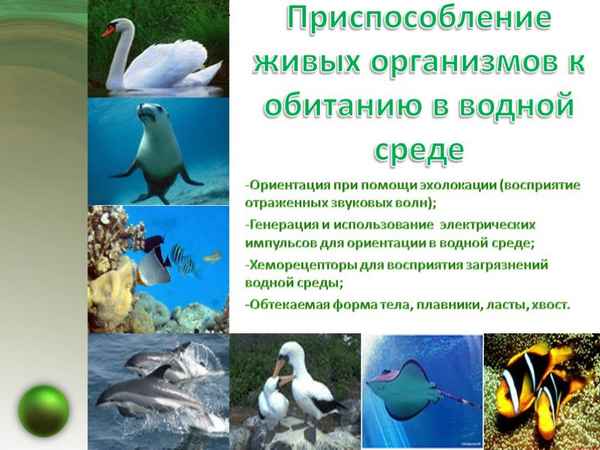 
    Интегрированный урок биологии и географии в 7-м классе "Приспособление живых организмов к среде обитания на примере Южных материков"

      