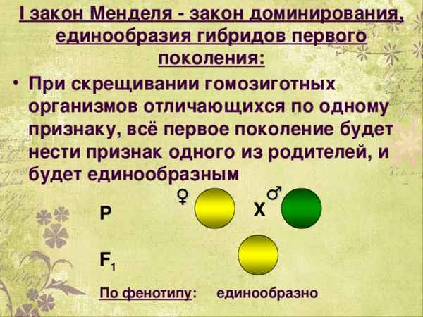
    Моногибридное скрещивание — урок изучения нового материала по биологии, 1-й курс колледжа

      