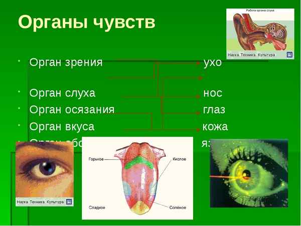 
    Урок биологии в 7-м классе по теме "Органы чувств"

      