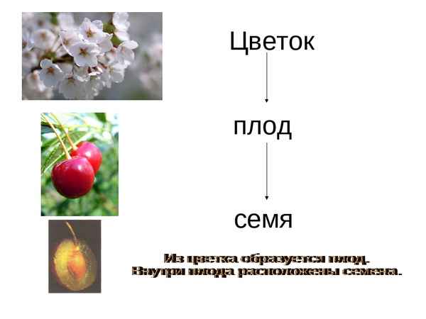 
    "Цветок, плод, семя"

      