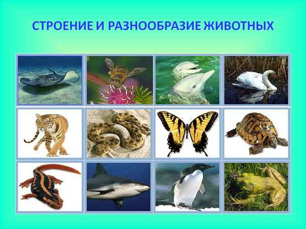 
    Урок окружающего мира по теме "Строение и разнообразие животных", 3-й класс, программа "Планета знаний"

      