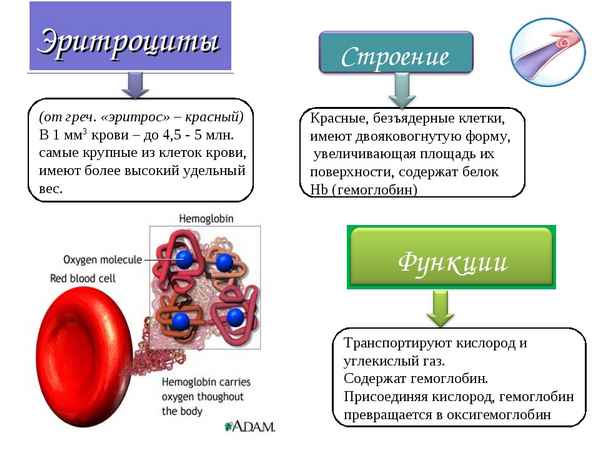 
    Разработка урока "Строение и функции эритроцитов"

      