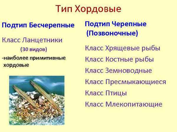 
    Конспект урока "Тип хордовые, подтип бесчерепные, род ланцетник"

      