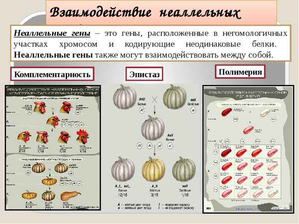 
    Урок по биологии. Взаимодействие неаллельных генов

      