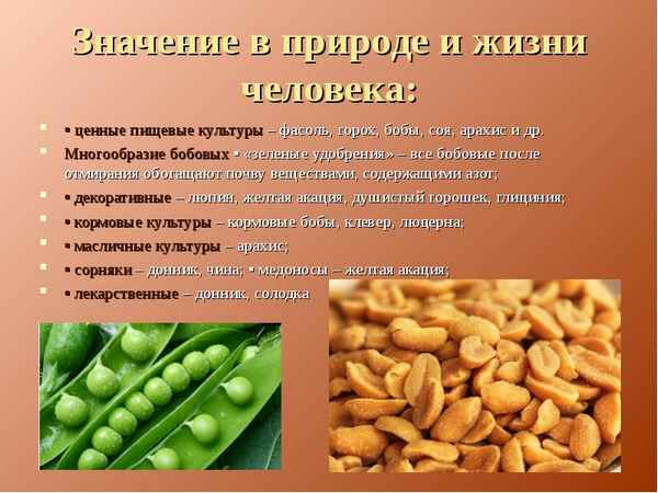 
    Урок по теме "Семейство бобовые. Горох и фасоль – бобовые растения, особенности строения семейства, выращивание и использование человеком"

      