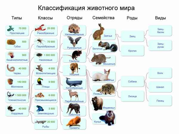 
    Методика урока в 7-м классе по биологии. Раздел "Животные"

      