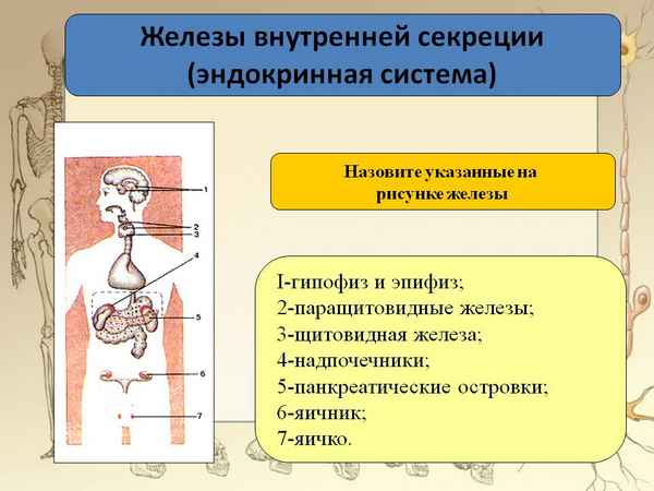 
    Открытый урок "Эндокринная система. Железы внутренней секреции"

      