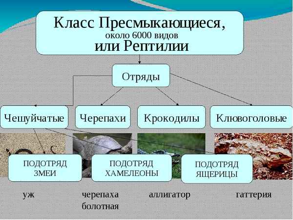 
    Урок биологии "Класс Пресмыкающихся, или Рептилии. Отряд Чешуйчатые"

      
