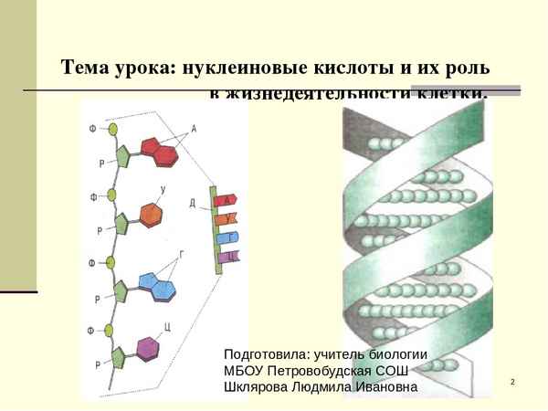 
    Урок по теме "Нуклеиновые кислоты и их роль в жизнедеятельности клетки"

      