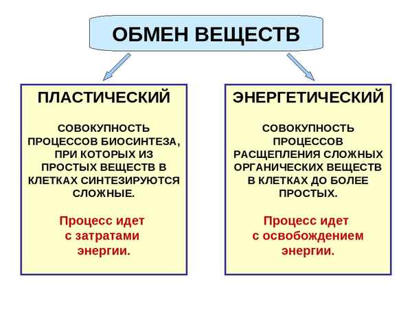 
    Интегрированный урок по теме "Особенности пластического и энергетического обменов в растительной клетке"

      