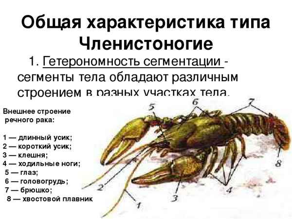 
    Обобщающе-интегрированный урок по теме "Тип Члeнистоногие.Неизвестное об известном"

      