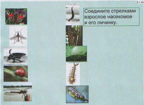
    Урок в 7-м классе по теме "Типы развития насекомых" с использованием интеpaктивной доски

      