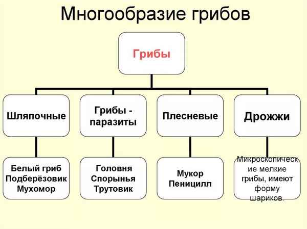 
    Многообразие грибов

      