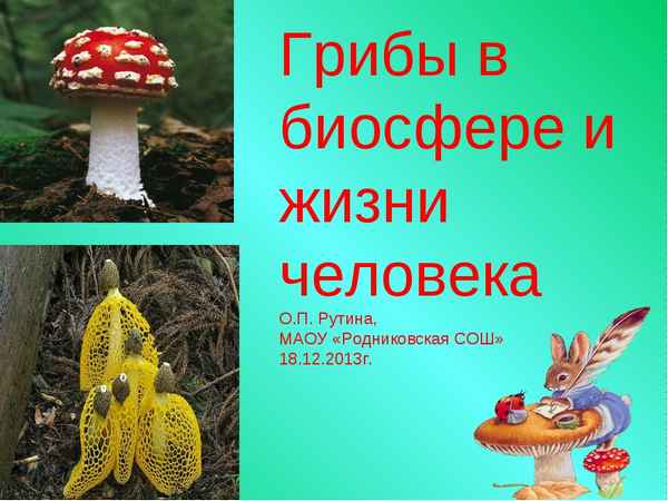 
    Грибы в биосфере и жизни человека

      