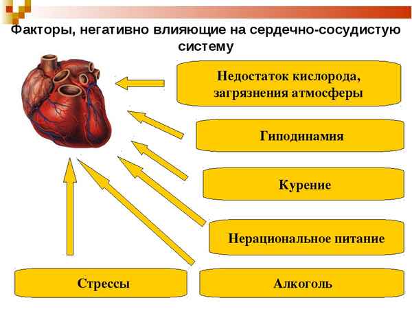 
    Урок-ток-шоу "Гигиена сердечно-сосудистой деятельности"

      