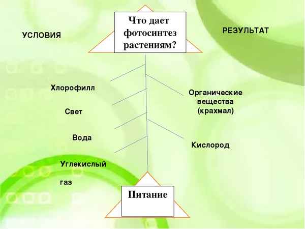 
    Урок по теме "Фотосинтез" (6-й класс)

      