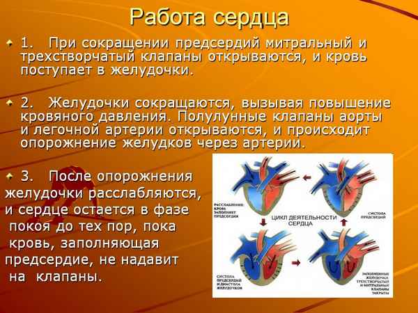 
    Работа сердца

      