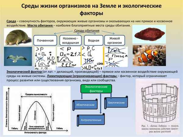 
    Условия жизни на Земле. Среды жизни и экологические факторы воздействия на организмы

      