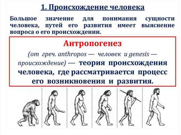 
    Урок "Происхождение человека"

      