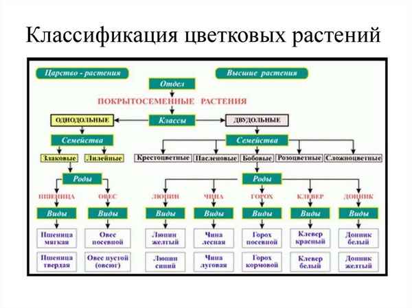 
    Классификация цветковых растений

      