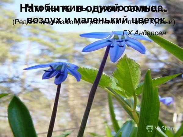 
    "Нам жить в одной семье…" (Редкие и исчезающие растения и птицы Кубани)

      