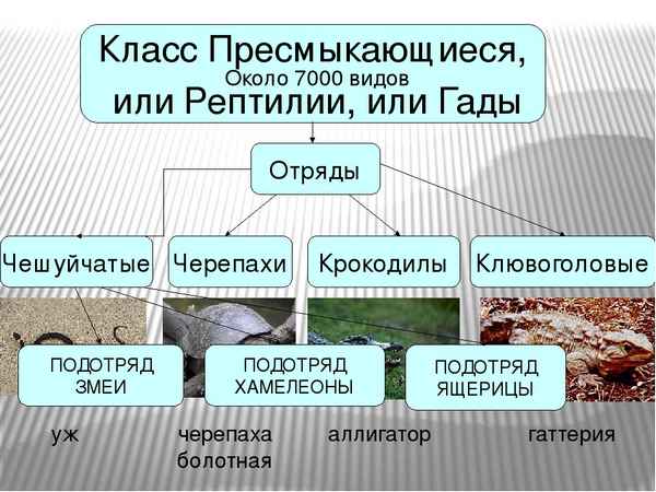 
    Конспект урока по теме "Класс пресмыкающиеся"

      