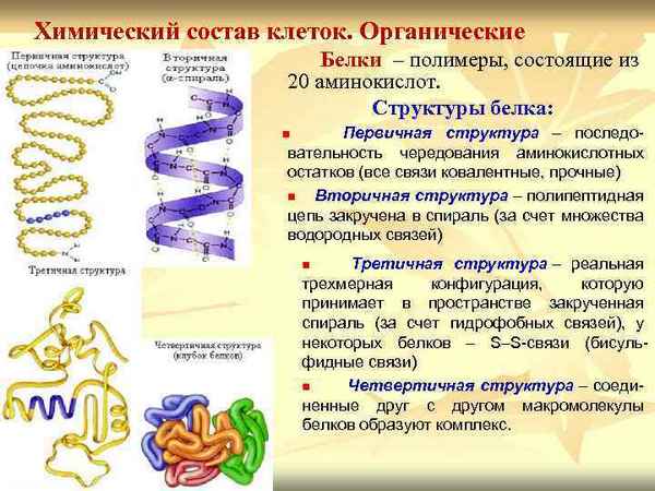 
    Школа одаренных детей. Занятие в 11-м классе "Химический состав клетки. Белки – строение, функции, значение"

      