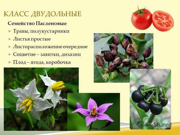 
    Открытый урок по биологии в 6-м классе по теме "Класс двудомные. Семейство пасленовые"

      