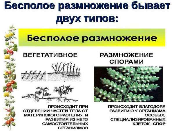 
    Разработка урока "Бесполое размножение"

      