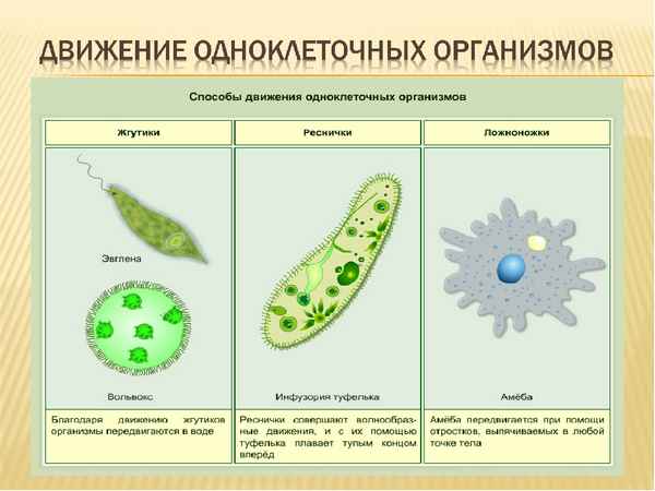 
    Урок-конференция по биологии в 6-м классе "В мире одноклеточных живых организмов"

      