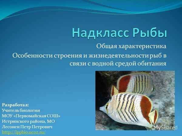 
    План-конспект по теме "Надкласс рыбы. Общая хаpaктеристика рыб. Особенности строения рыб в связи с водной средой обитания"

      