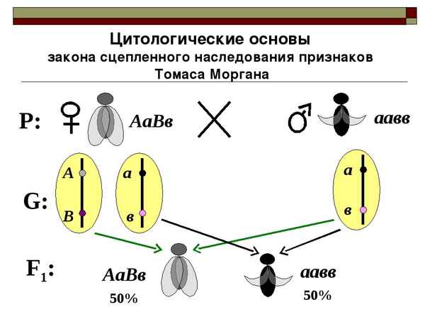 
    Урок с мультимедийным сопровождением "Сцепленное наследование признаков"

      